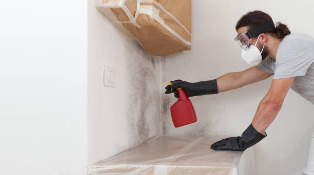 Professional Black Mold Remediation technician working in Rockford, IL